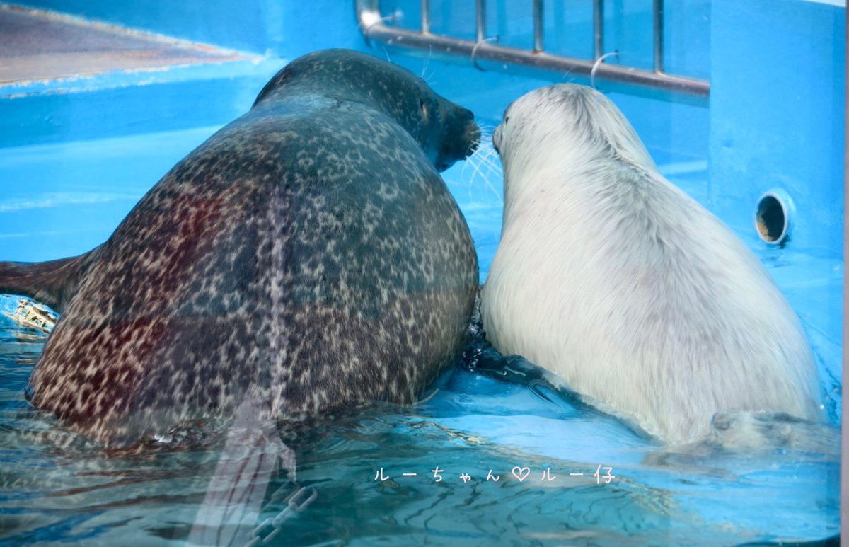 あざまる(ぷ)🍠 tweet media