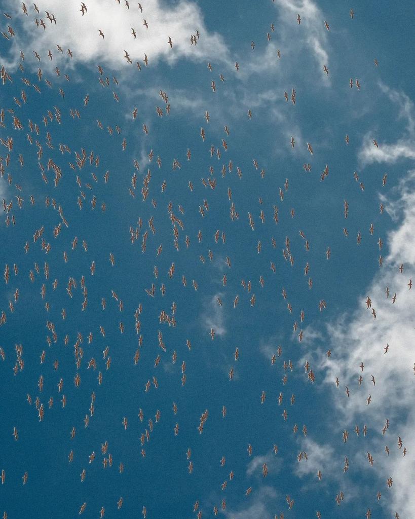 Lorennluna's tweet photo. Hoy visita de una gran parvada de Gaviotas en Oaxaca de Juárez
#aves #naturaleza
#avistamientodeaves
#gaviotas #oaxacadejuarez https://t.co/tcmm6l2YgN