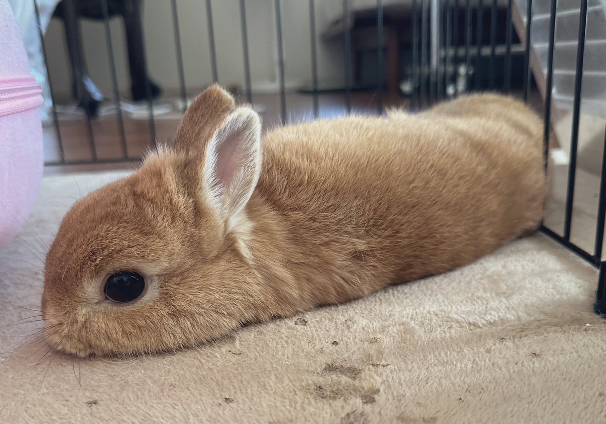 こはくꪔ̤ tweet media