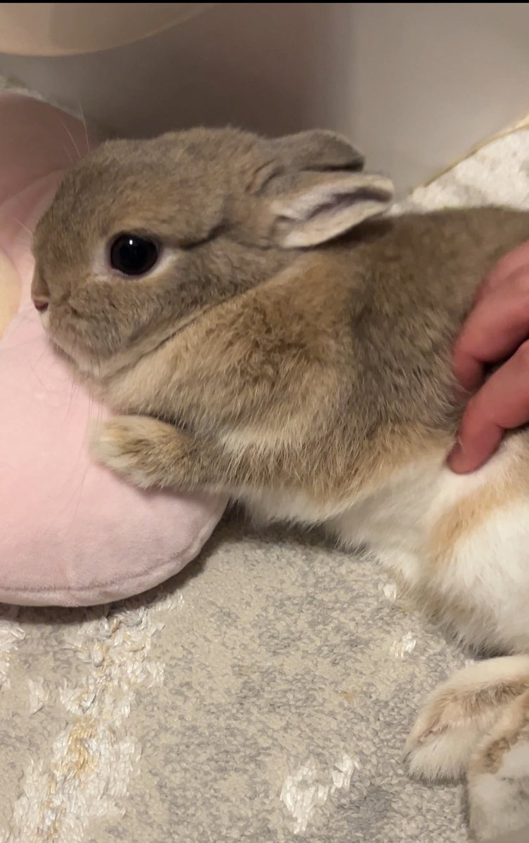 M Mうさぎ tweet media