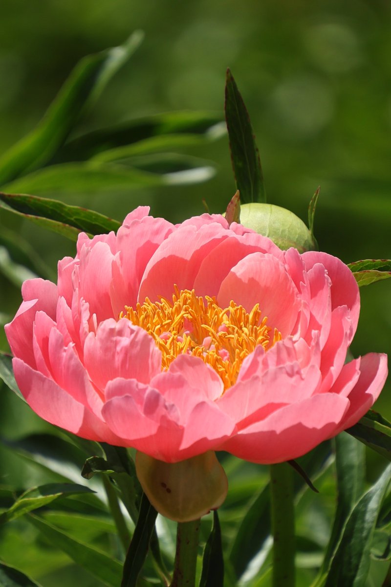 gontanokoneroku's tweet image. Chinese peony 😃

#Photography #Flowers #ChinesePeony