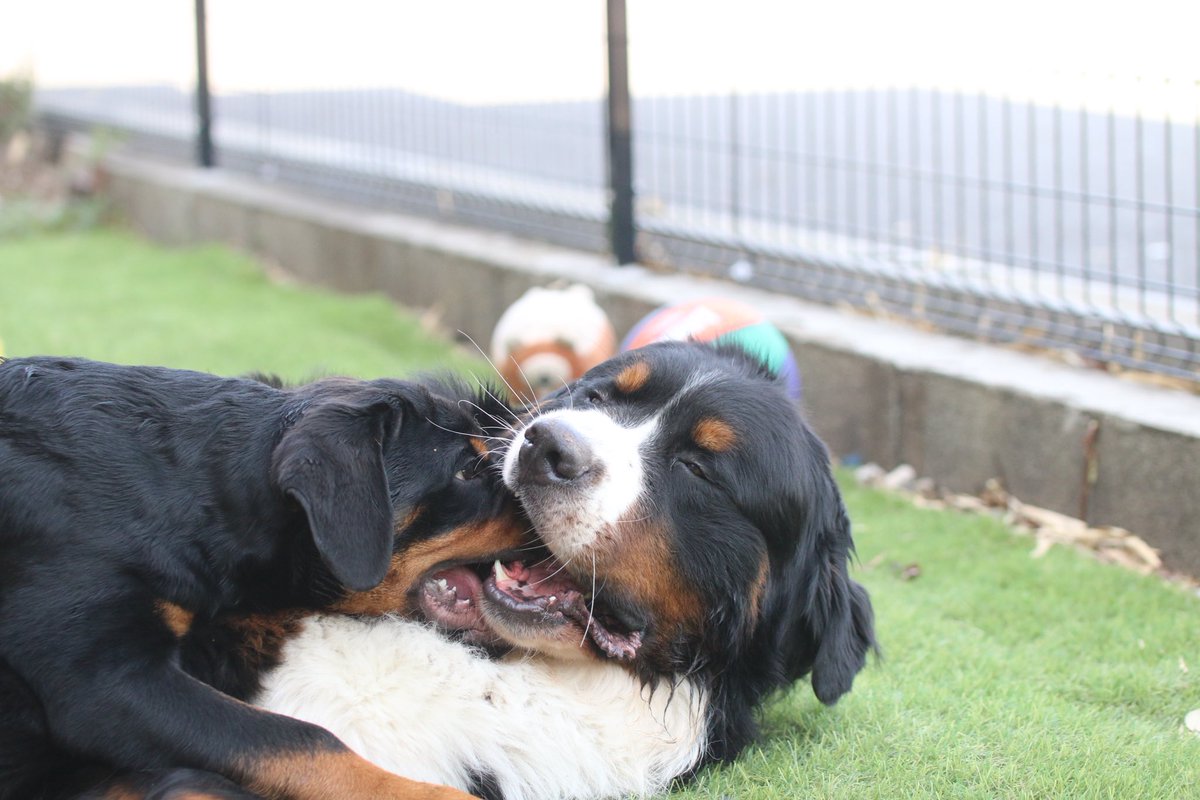 セドリック🐻タイカン tweet media