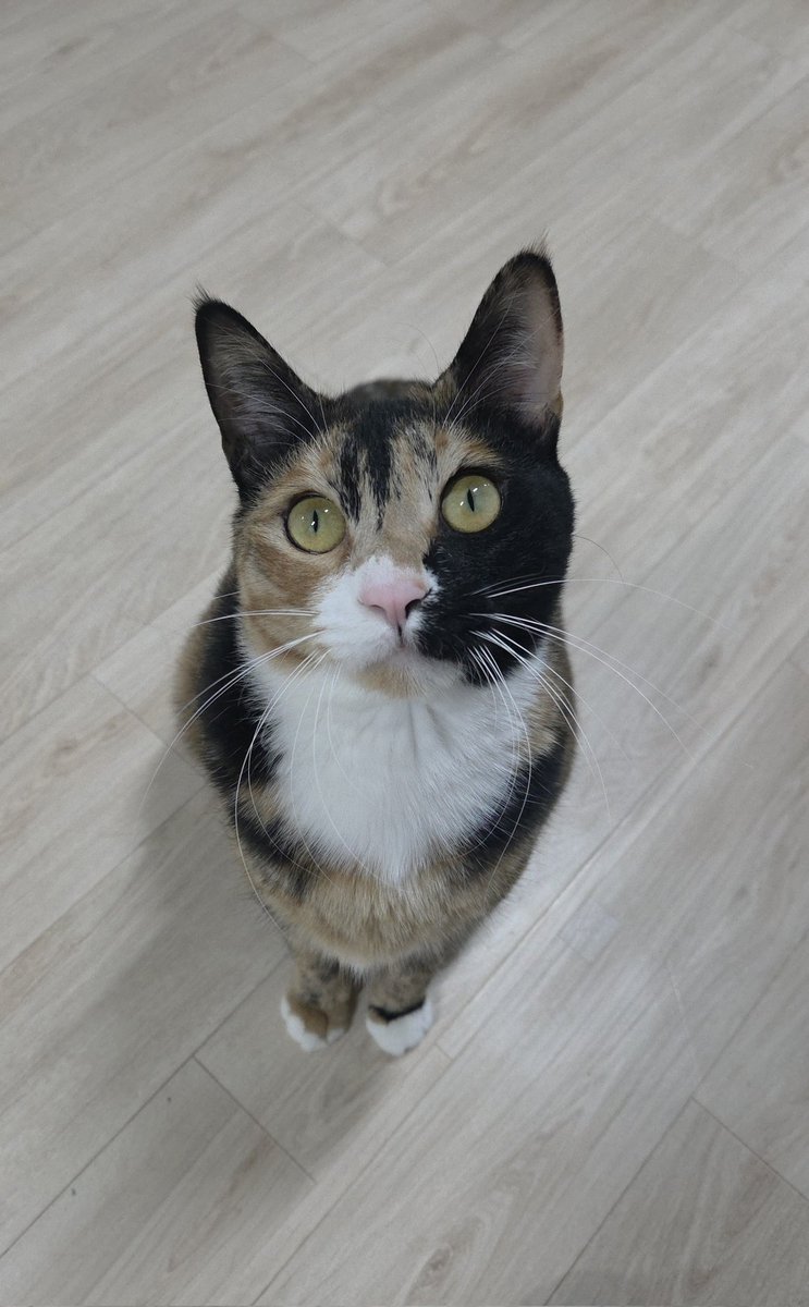 고양이연습생시절
고양이데뷔후