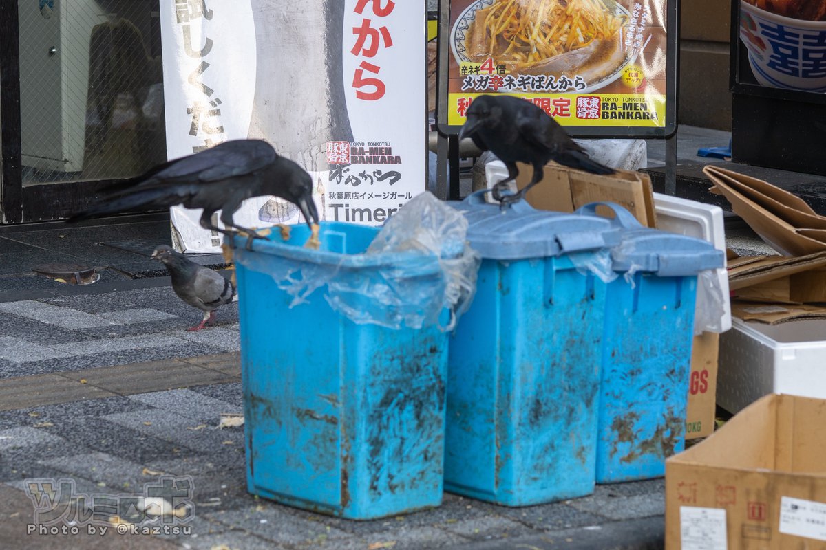 ﾂﾙﾐﾛﾎﾞ tweet media