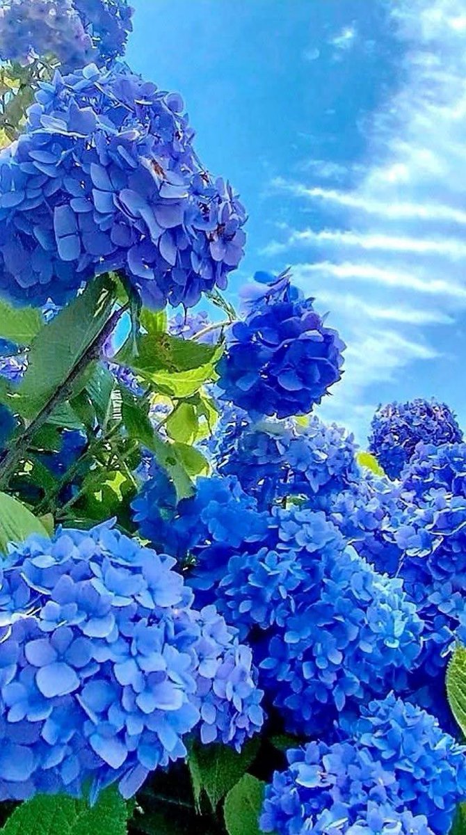 BerthaDelf23401's tweet image. Good Morning
Happy Wednesday

Soft blue mornings, calm and refined…
A day to move with grace, clarity, and quiet strength.
Let everything flow naturally and beautifully.

Have a wonderful Wednesday 💎💙🫂💎💎💎☕️🇺🇸