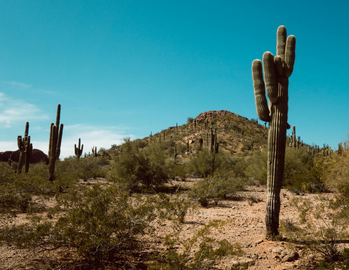 SSRN's tweet image. This paper examines how #federal land‑grant programs—beginning with the Morrill Act—transferred millions of acres in the western U.S. into state endowments to fund public #highereducation, focusing on #Arizona. 

Read: spkl.io/6019A447l
Subscribe: spkl.io/6012A447o