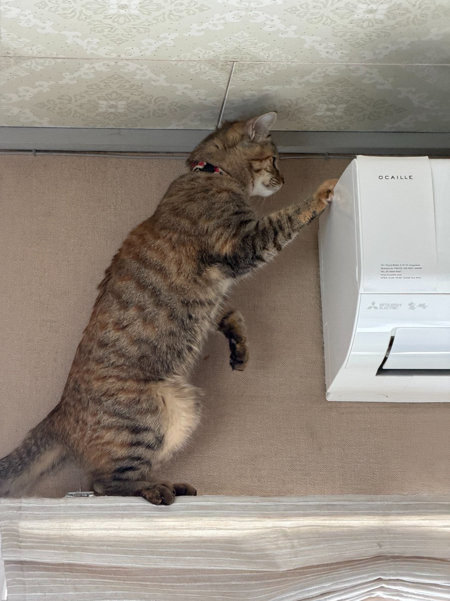 tomocomomomo's tweet photo. 今日、愛猫ムギィ 1歳になりました🎂
エアコンの点検もしてくれますの https://t.co/IRUBIX2S4w