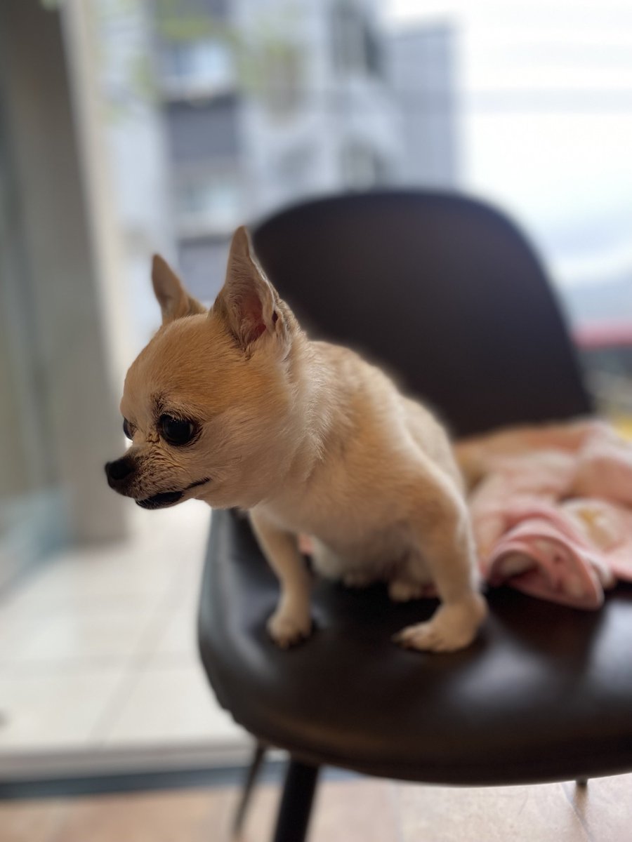 チワワのジェリーたん tweet media