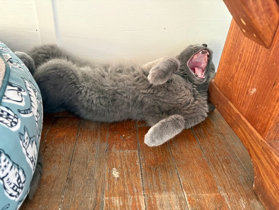 MeWowCatCafe's tweet image. When you're tired, you're tired!  Good night and have a great evening, everyone!  See you in the AM!  😽❤

#mewowcatcafe #catcafe #bedtime #goodnight #catlovers #cats