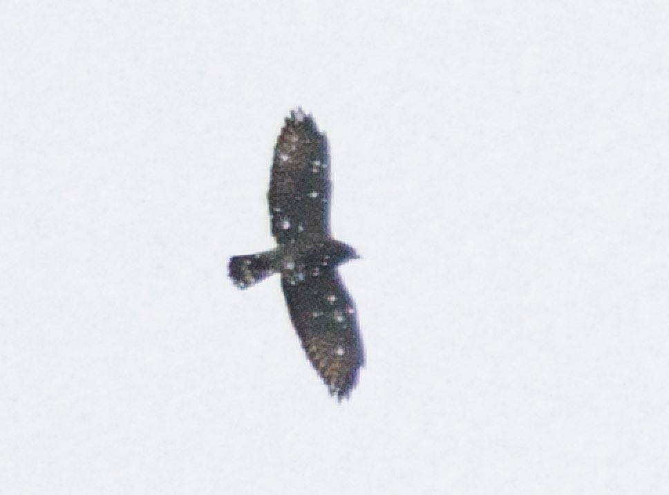 ajohnson0109's tweet photo. broad winged hawk in the rain https://t.co/qKNRsJyWOn