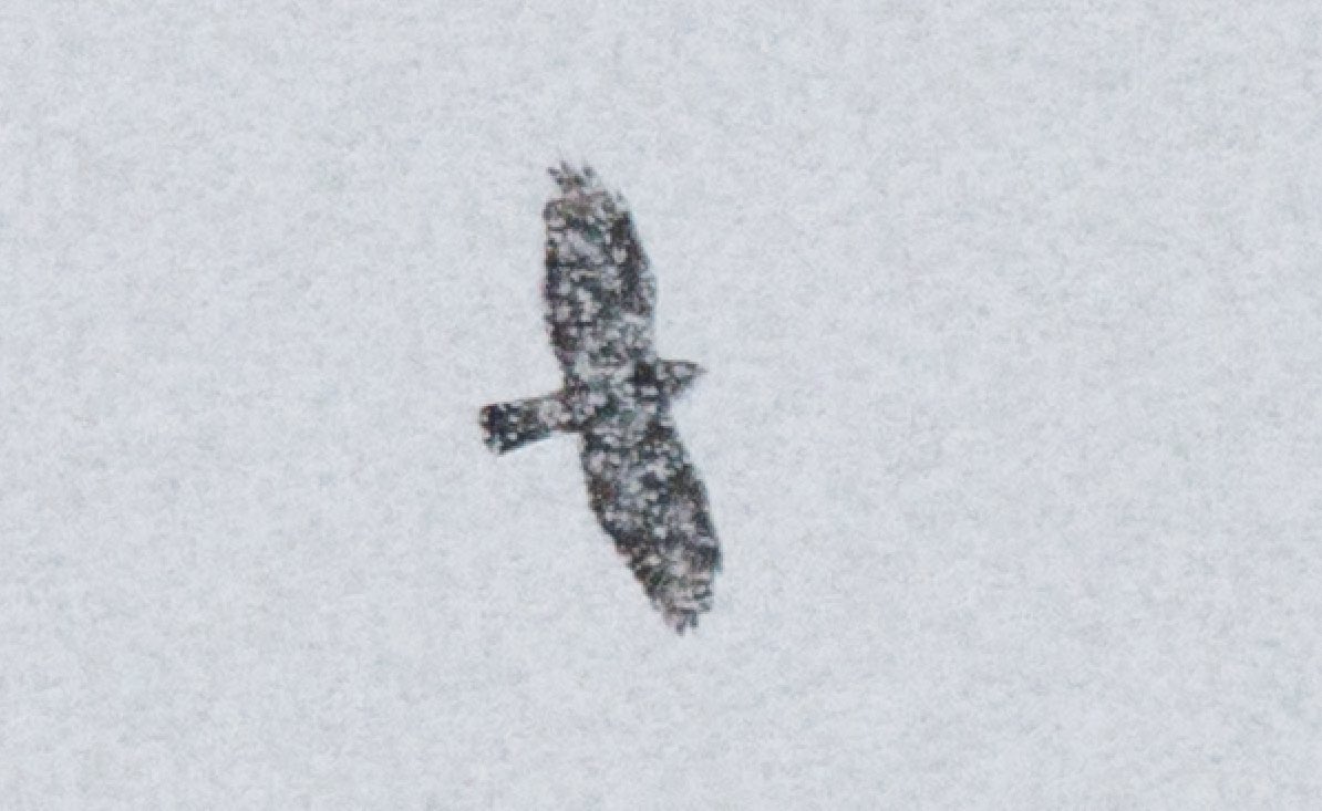 ajohnson0109's tweet photo. broad winged hawk in the rain https://t.co/qKNRsJyWOn