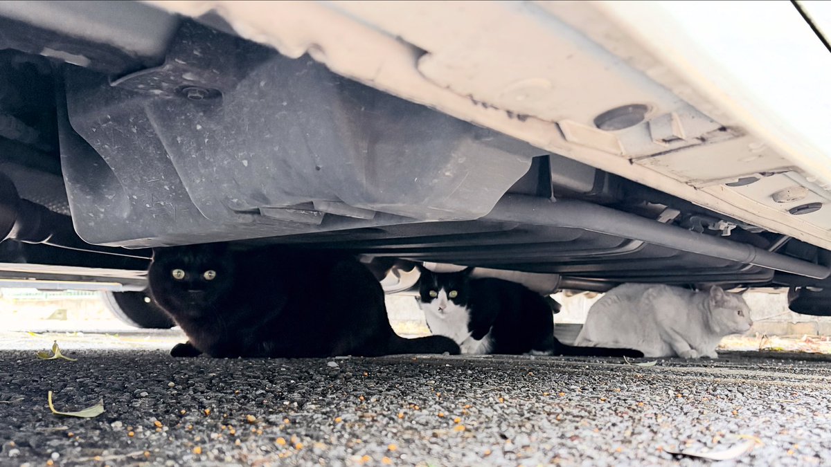 masatsufile's tweet image. インスタグラムにアップした猫写真4日分。

1日遅れです🙇

また珍しくねこ浴場無し。

#masatsu_cat
#catsofinstagram #猫写真