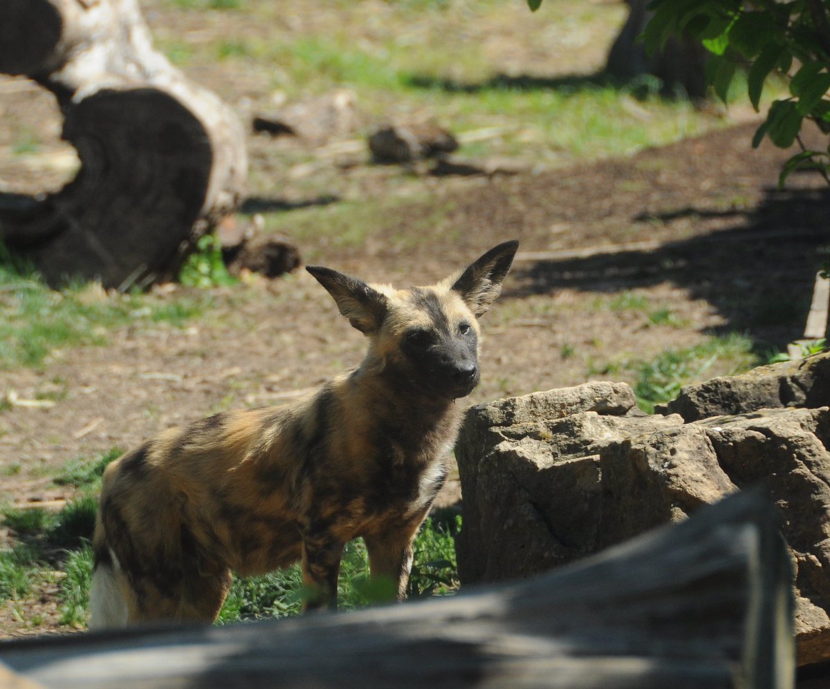 Zebedia (Zeb) da Coyote tweet media