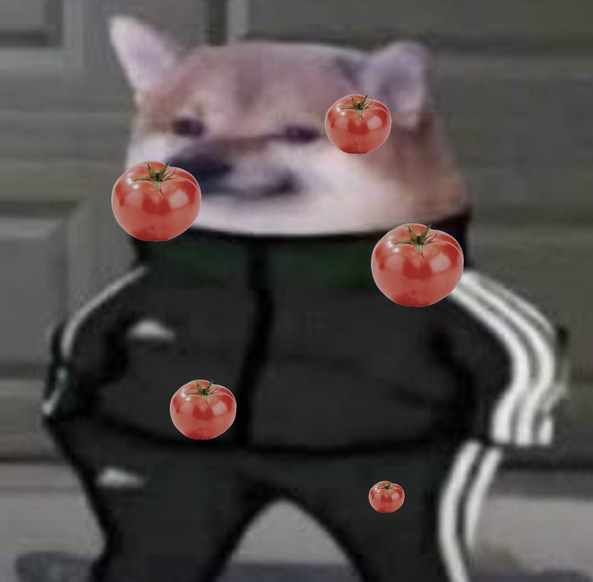 salmon tweet media
