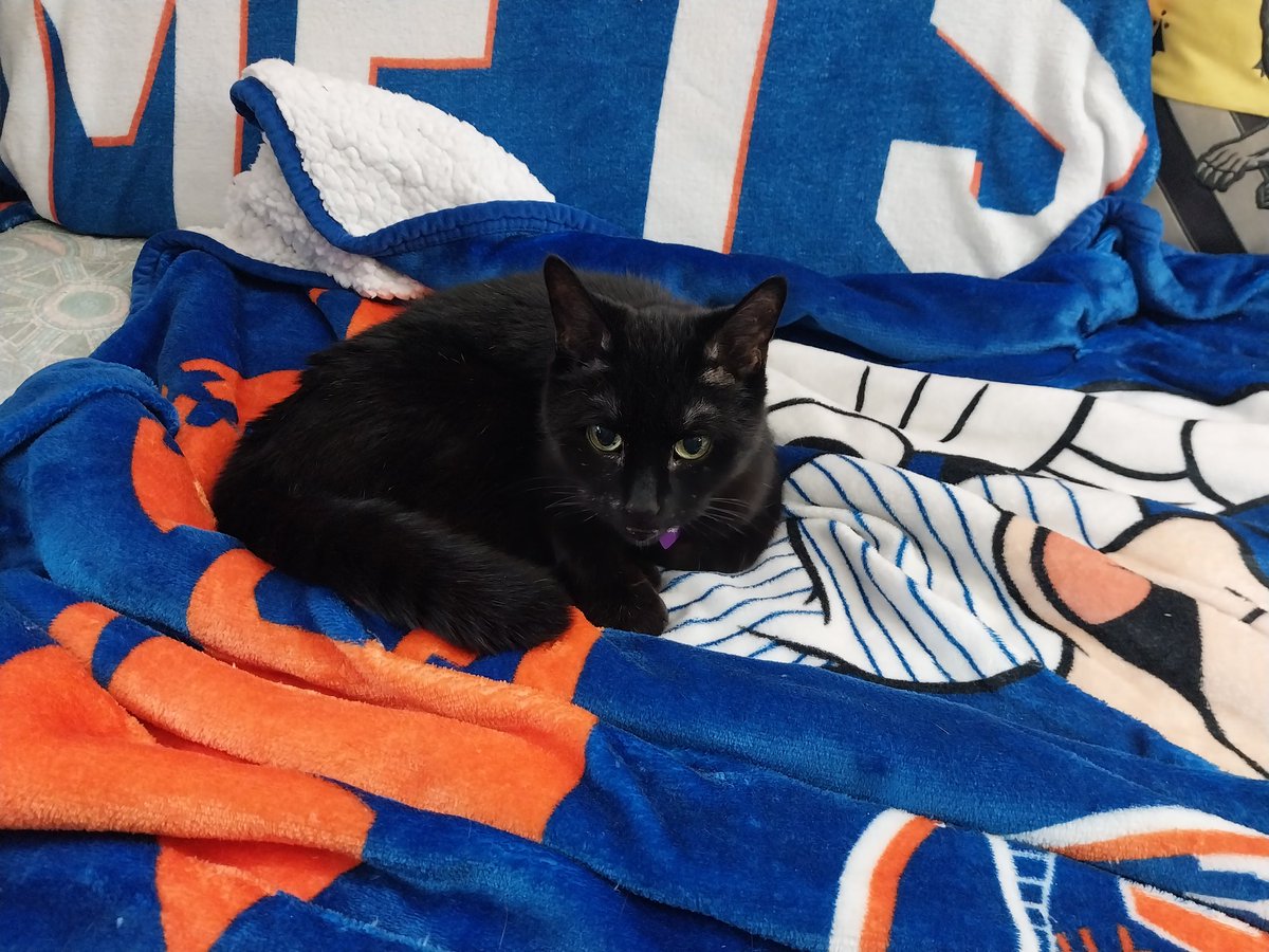 Lynne Henderson tweet media