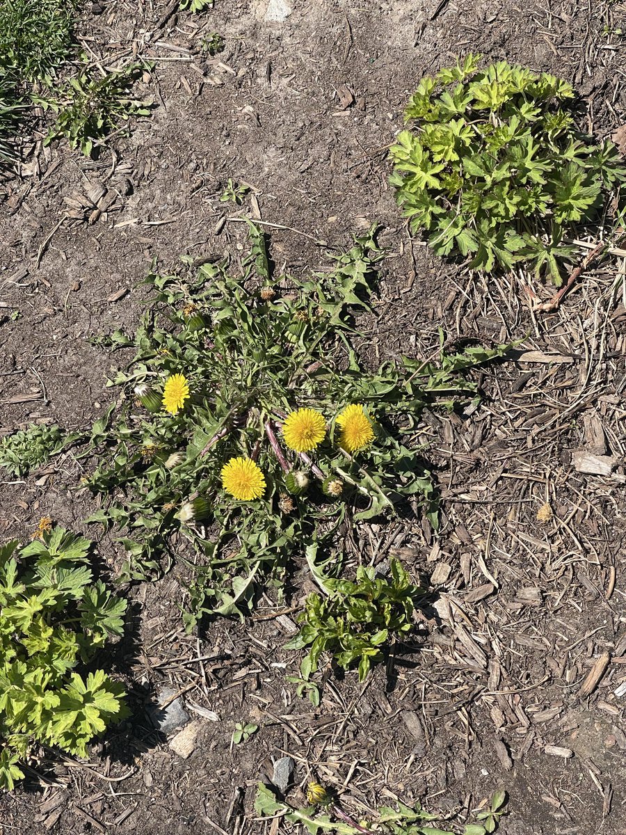 BrooklynMorganJ's tweet image. "weed are family"

to you
imma weed

to us
we're a family 

i am
brooklynmorgan
#inspire #kindness #poetry