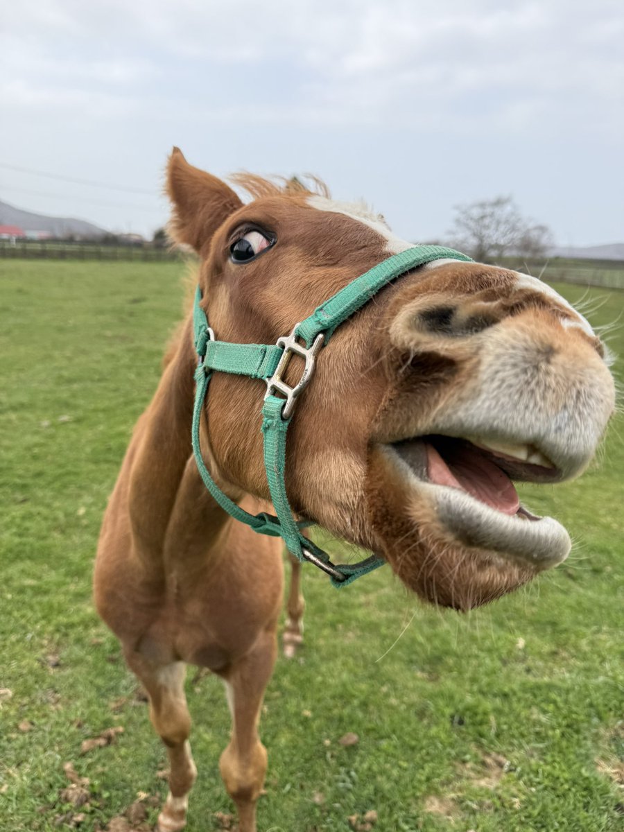 富菜牧場 tweet media