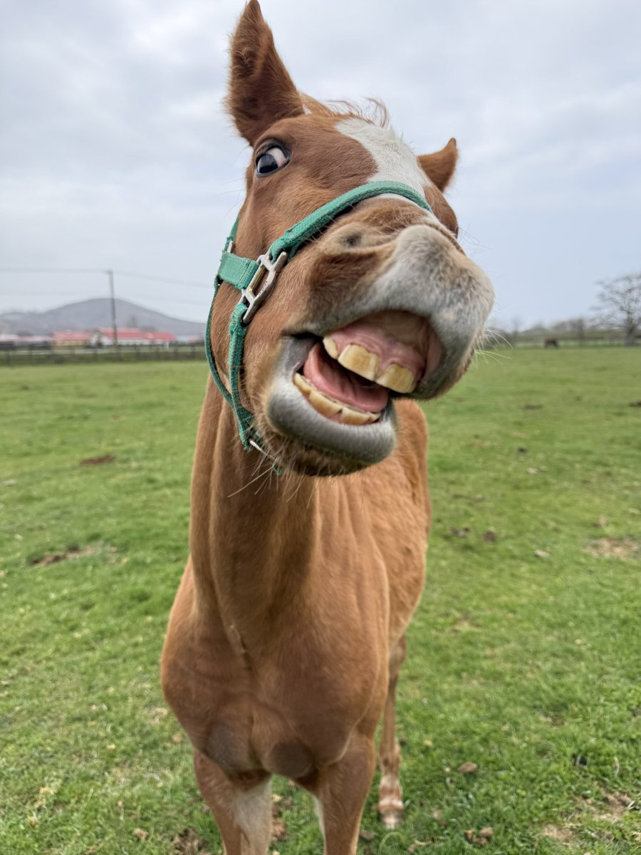 富菜牧場 tweet media