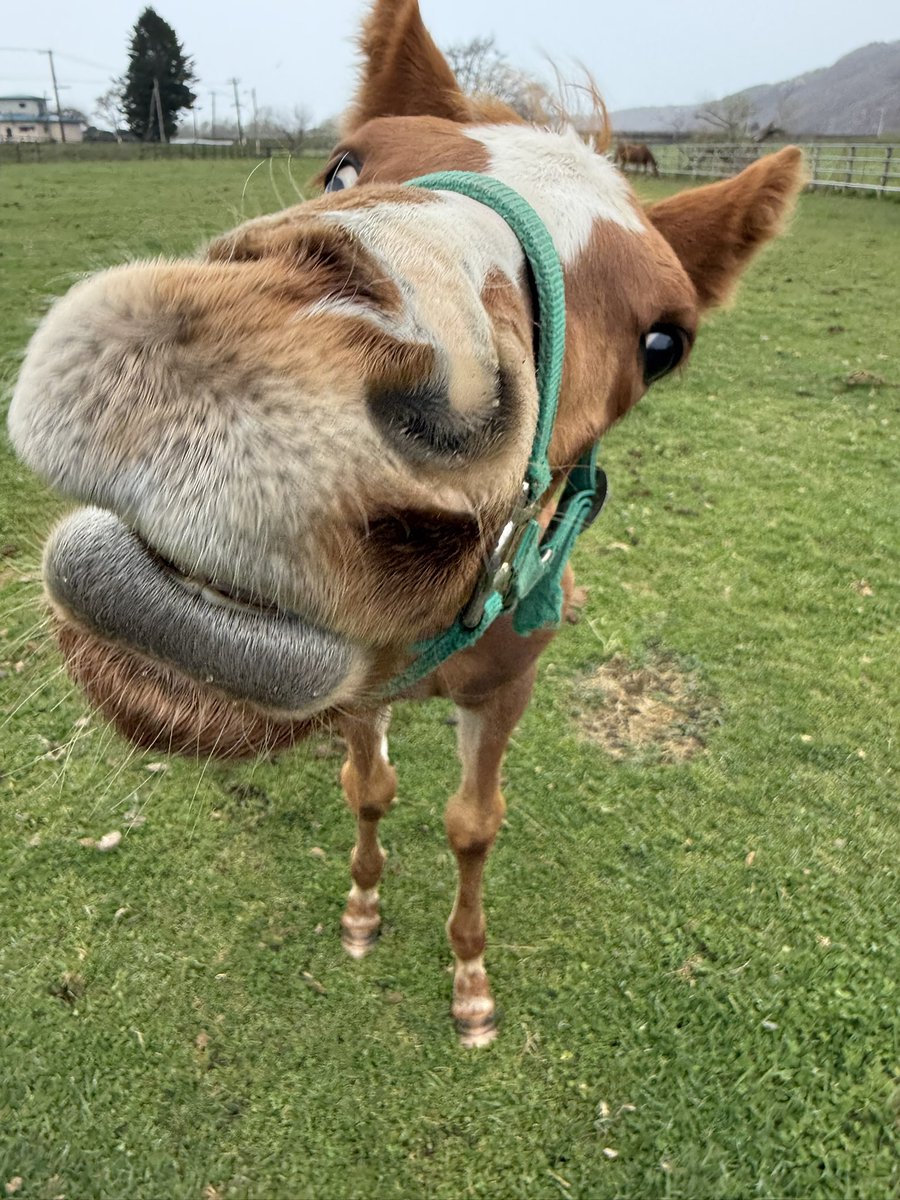 富菜牧場 tweet media