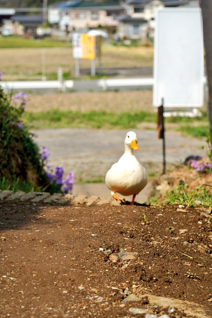 アヒルのいる　古民家喫茶　あじさい tweet media