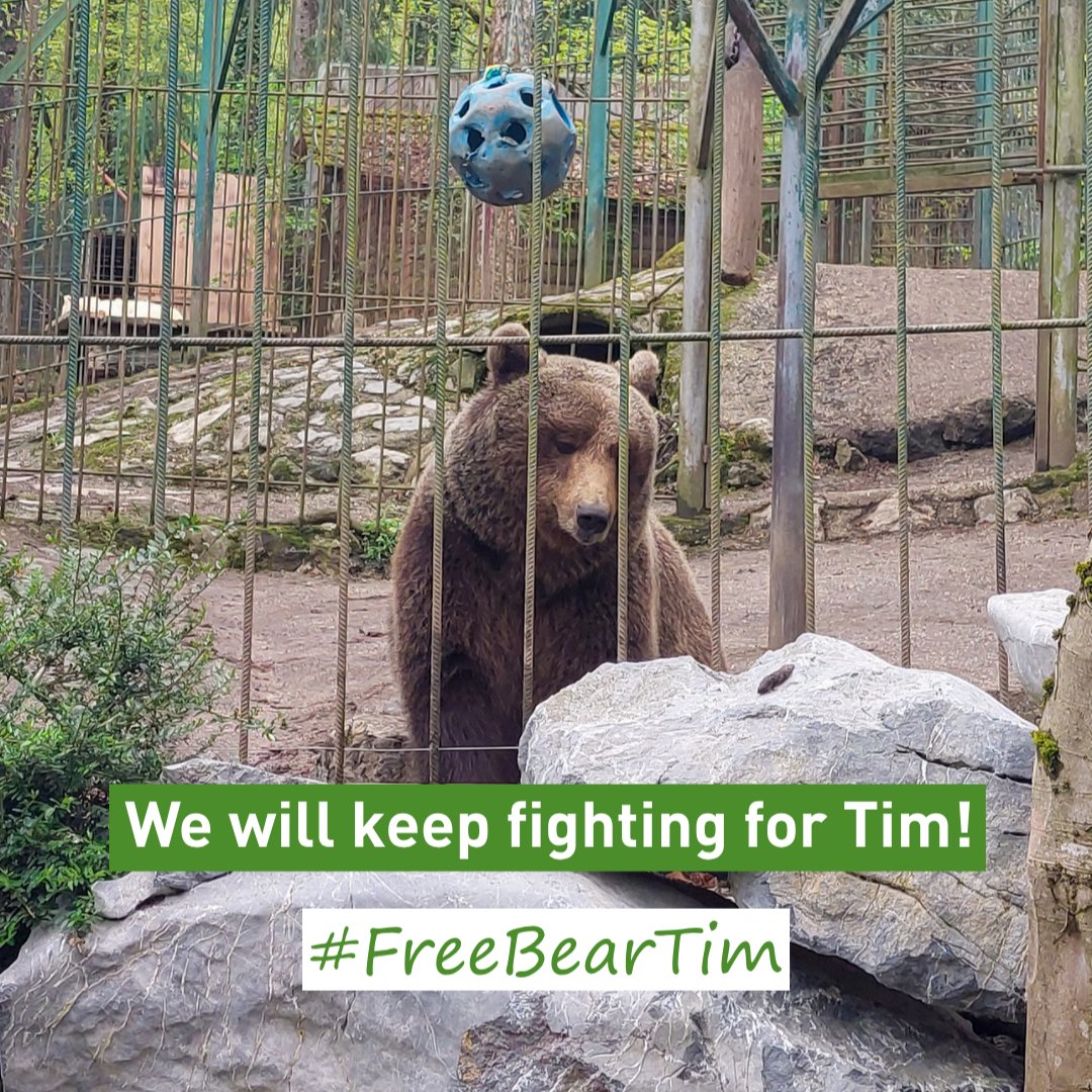 LisaBrabson's tweet image. Poor Tim desperately needs a new home,he deserves so much better &amp;amp; WE can Help him get that 🏡 
Plz #Donate if u can,plz spread the word!
#FreeBearTim