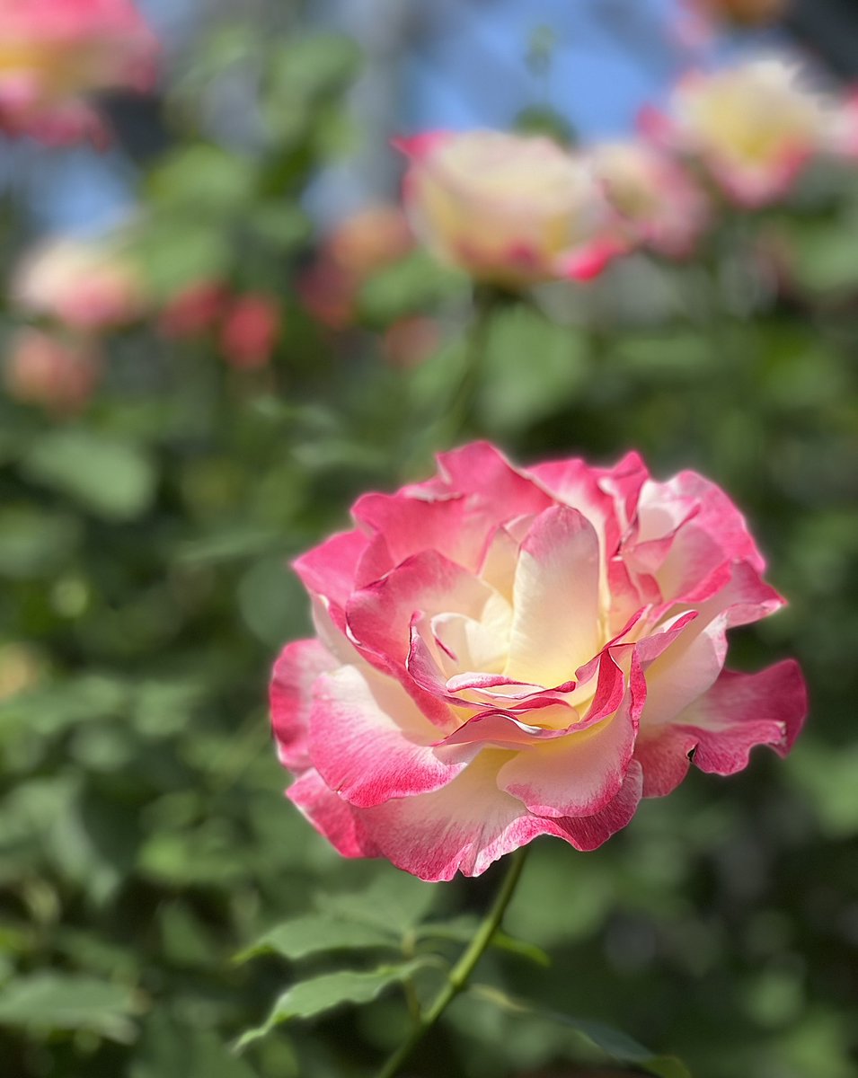 yamamorimai's tweet image. #flowers