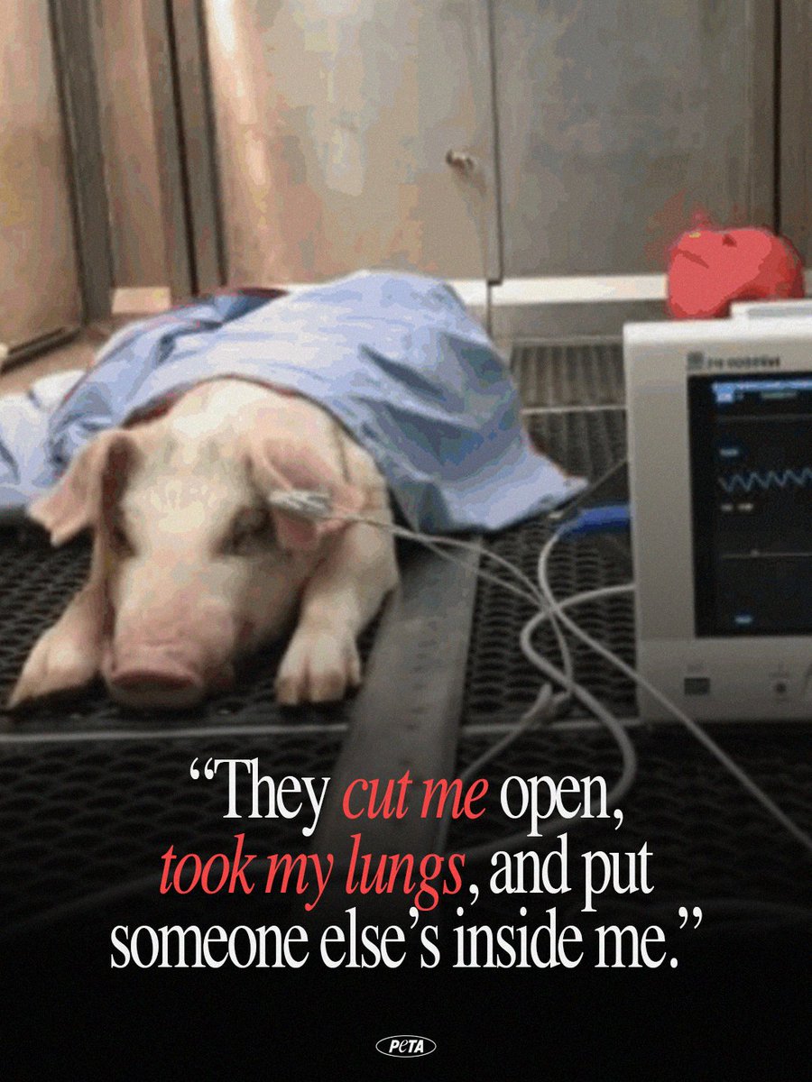 peta's tweet image. Experimenters kept him alive for three days after cutting him open and removing his organs. Eventually, he bled to death.

This cruel &amp;amp; useless transplant experiment at @UHN, funded by @NIH, wasted over $1.1 million in taxpayer money. #WW4AIL