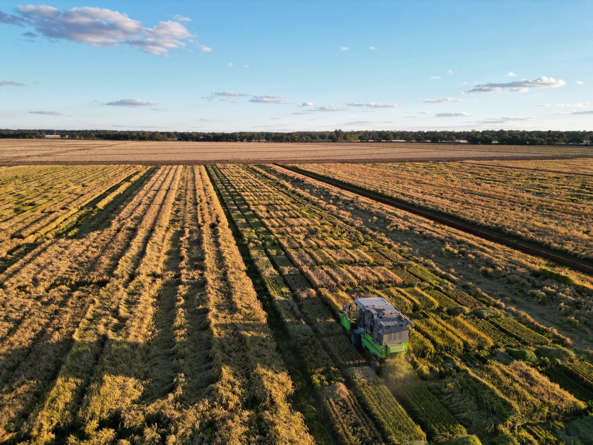 Rice Breeding Australia tweet media