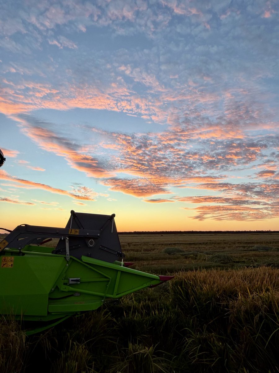 Rice Breeding Australia tweet media