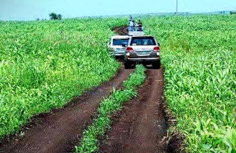 RenadRe85718's tweet image. A rat attack on agricultural warehouses in #Kassala has raised questions about the readiness of the food security protection system, despite official assurances that the damage is “limited” and the situation is under control.