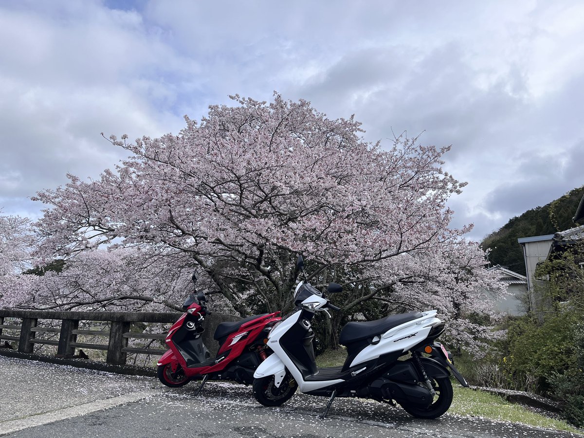 花から TOMOKO ・D (@t0m0k0___d) / Posts / X