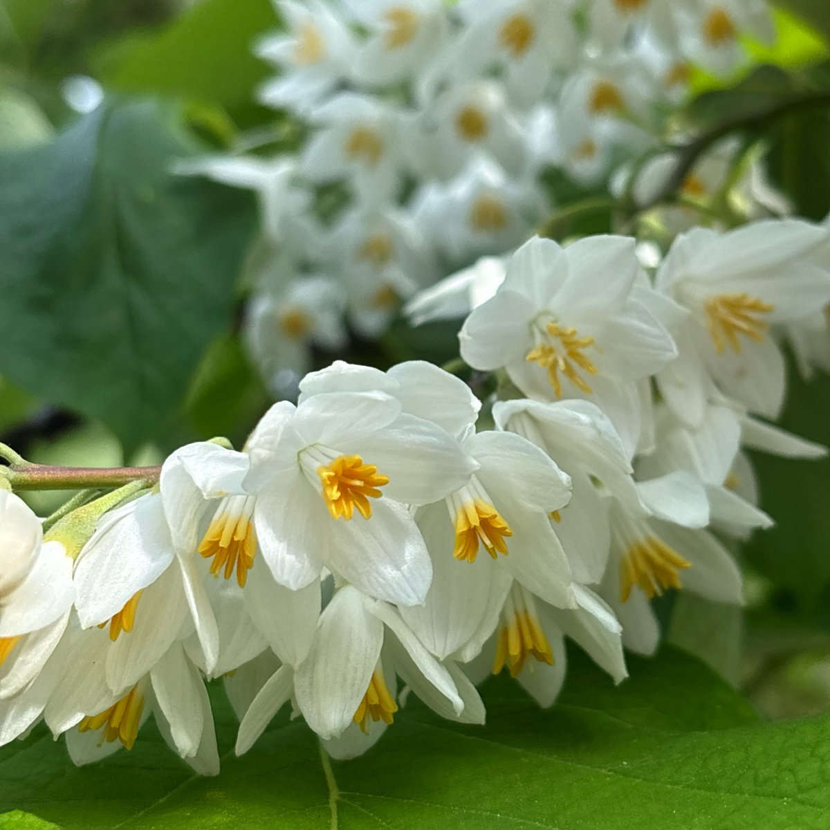 AILE_Funabashi's tweet image. おはようございます。
今日も良い天気になっております。
心地よい気候ですね。

今朝の花はハクウンボク。
思わず見惚れてしまいます♪
今日も一日素敵な日になりますように☆彡

#花 #flower #flowers
#障害福祉 #就A #就B #船橋市 #就労継続支援 #A型 #B型