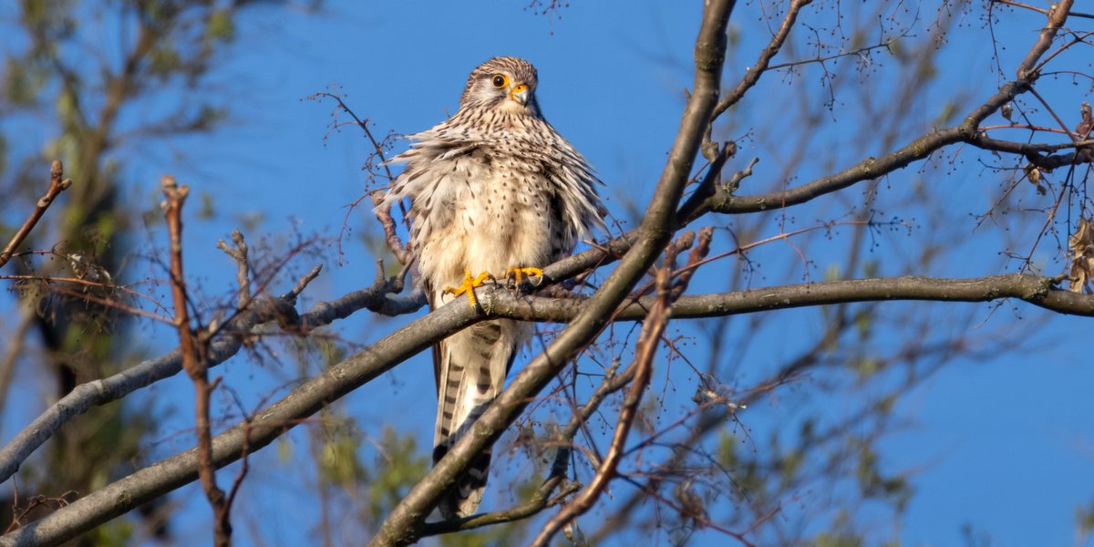 andreaspucher's tweet photo. entschuldigung. essen sie das noch? 

#turmfalke
#krems
#wachau https://t.co/GWIgyb4frF