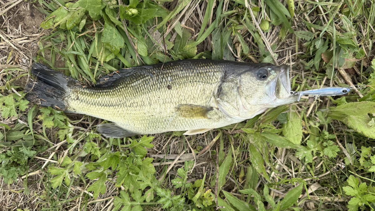 TobyTobyChopper tweet media