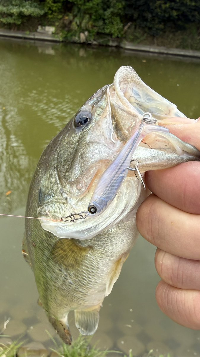 TobyTobyChopper tweet media