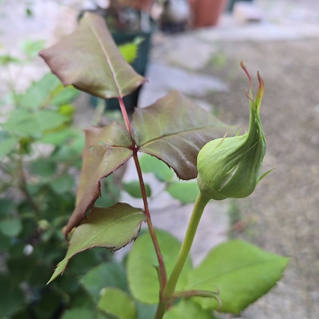 サフラン tweet media