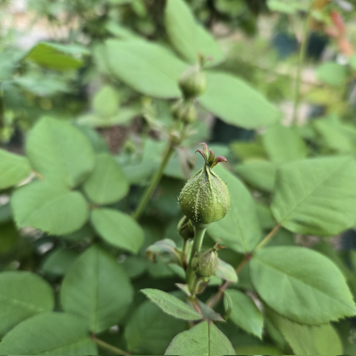 サフラン tweet media