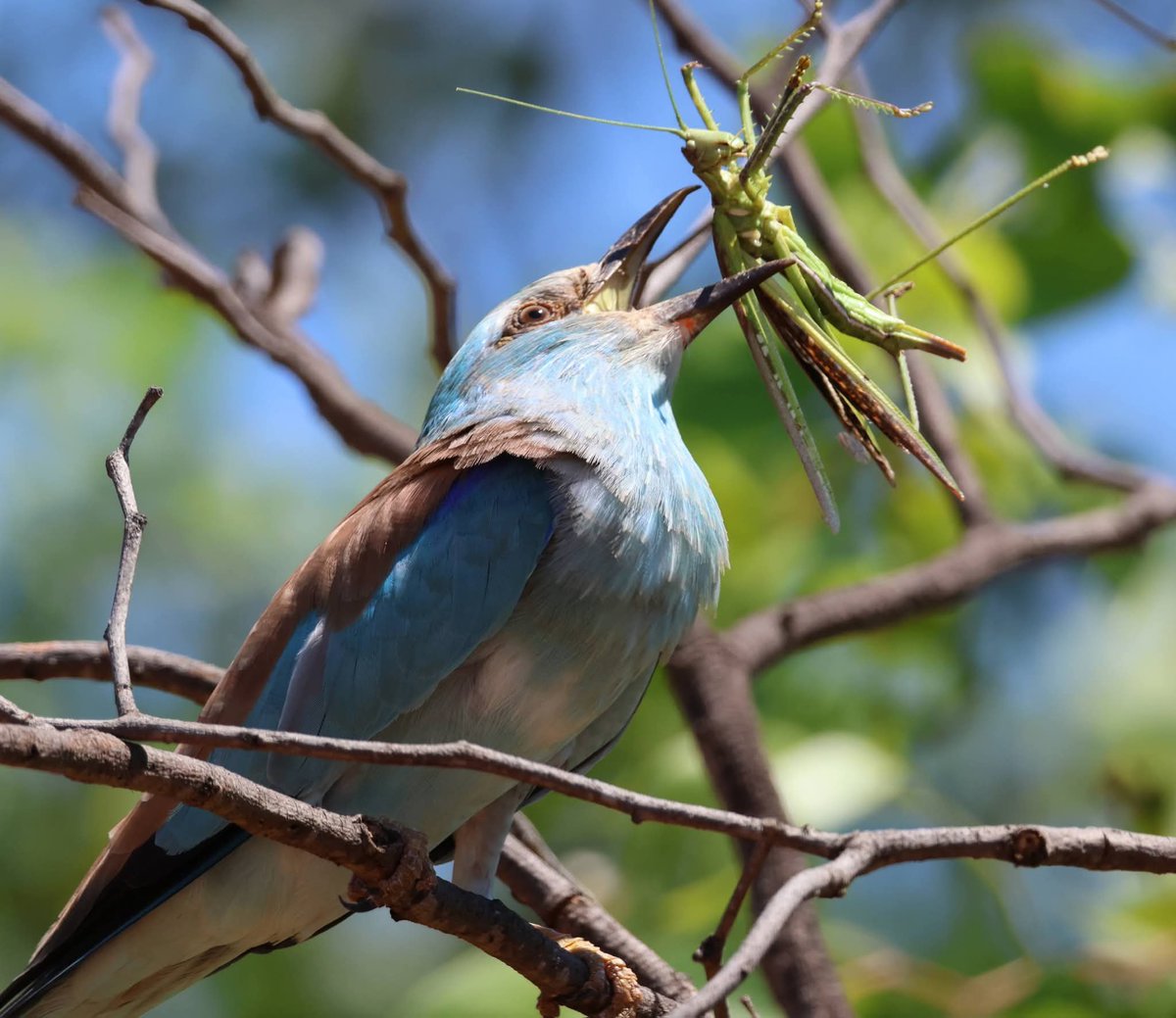 Namanyaluc's tweet image. Uganda isn’t just about gorillas.
If you’re a bird lover, this is paradise. From the prehistoric Shoebill to the rainbow Roller, every wetland and forest is a live nature documentary.
#GoldenPosts 
#ExploreUganda
#VisitUganda 
@ExploreUganda