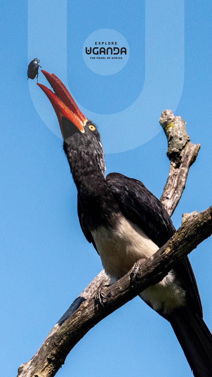 Namanyaluc's tweet image. Uganda isn’t just about gorillas.
If you’re a bird lover, this is paradise. From the prehistoric Shoebill to the rainbow Roller, every wetland and forest is a live nature documentary.
#GoldenPosts 
#ExploreUganda
#VisitUganda 
@ExploreUganda