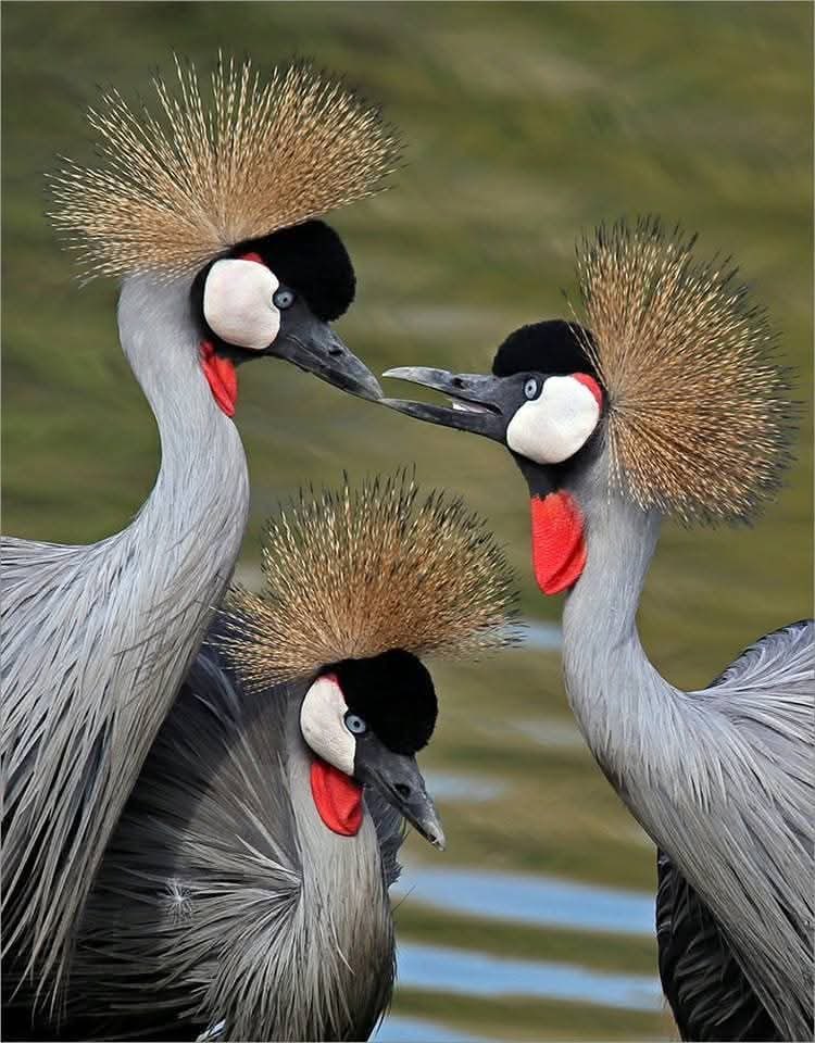 Namanyaluc's tweet image. Uganda isn’t just about gorillas.
If you’re a bird lover, this is paradise. From the prehistoric Shoebill to the rainbow Roller, every wetland and forest is a live nature documentary.
#GoldenPosts 
#ExploreUganda
#VisitUganda 
@ExploreUganda