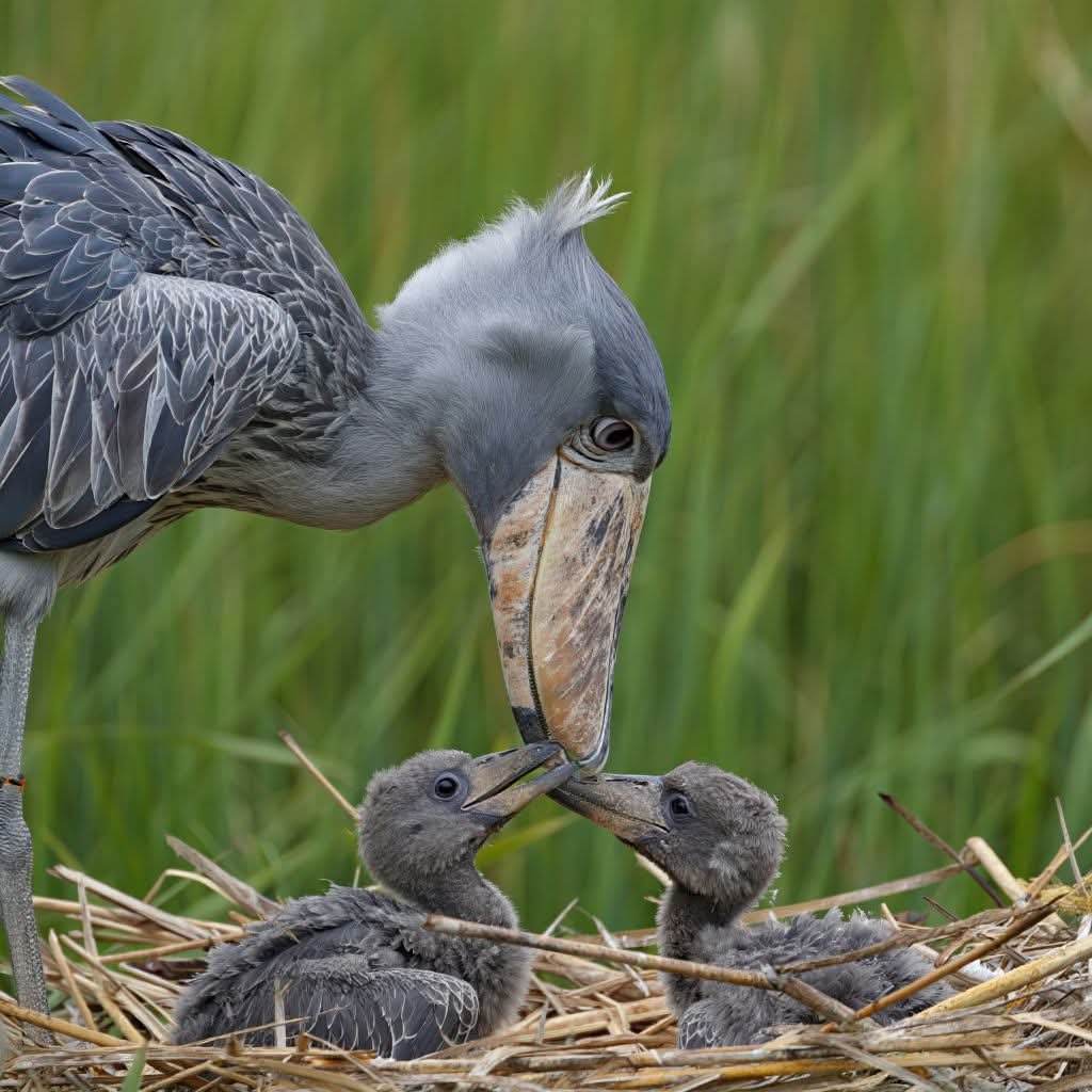 Namanyaluc's tweet image. Uganda isn’t just about gorillas.
If you’re a bird lover, this is paradise. From the prehistoric Shoebill to the rainbow Roller, every wetland and forest is a live nature documentary.
#GoldenPosts 
#ExploreUganda
#VisitUganda 
@ExploreUganda