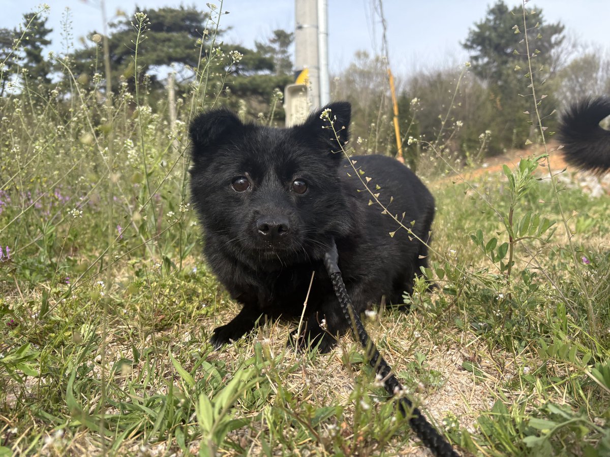 오늘의 강아지 추천 tweet media