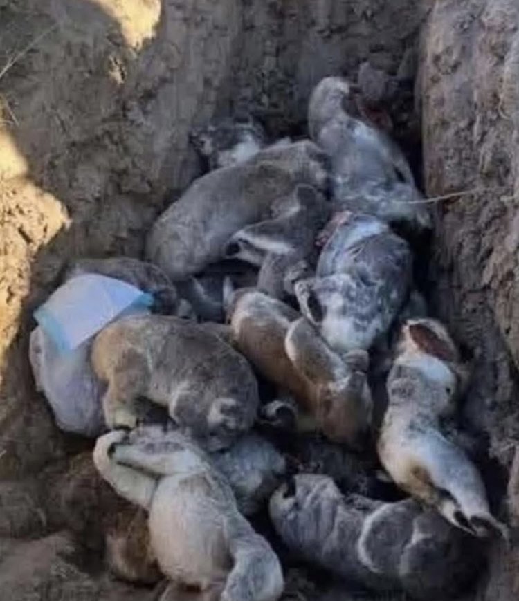 Michelle tweet media