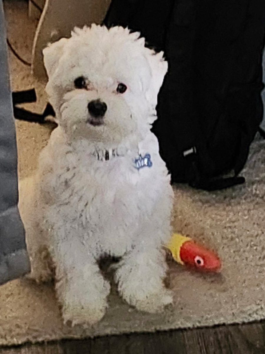 durandurantulsa's tweet image. Cooper pic 📸 of the day! #Cooper #coop #coopie #coopiebear #miraclewhip #puppy #cutestpuppyever #dog #dogs #pet #maltese