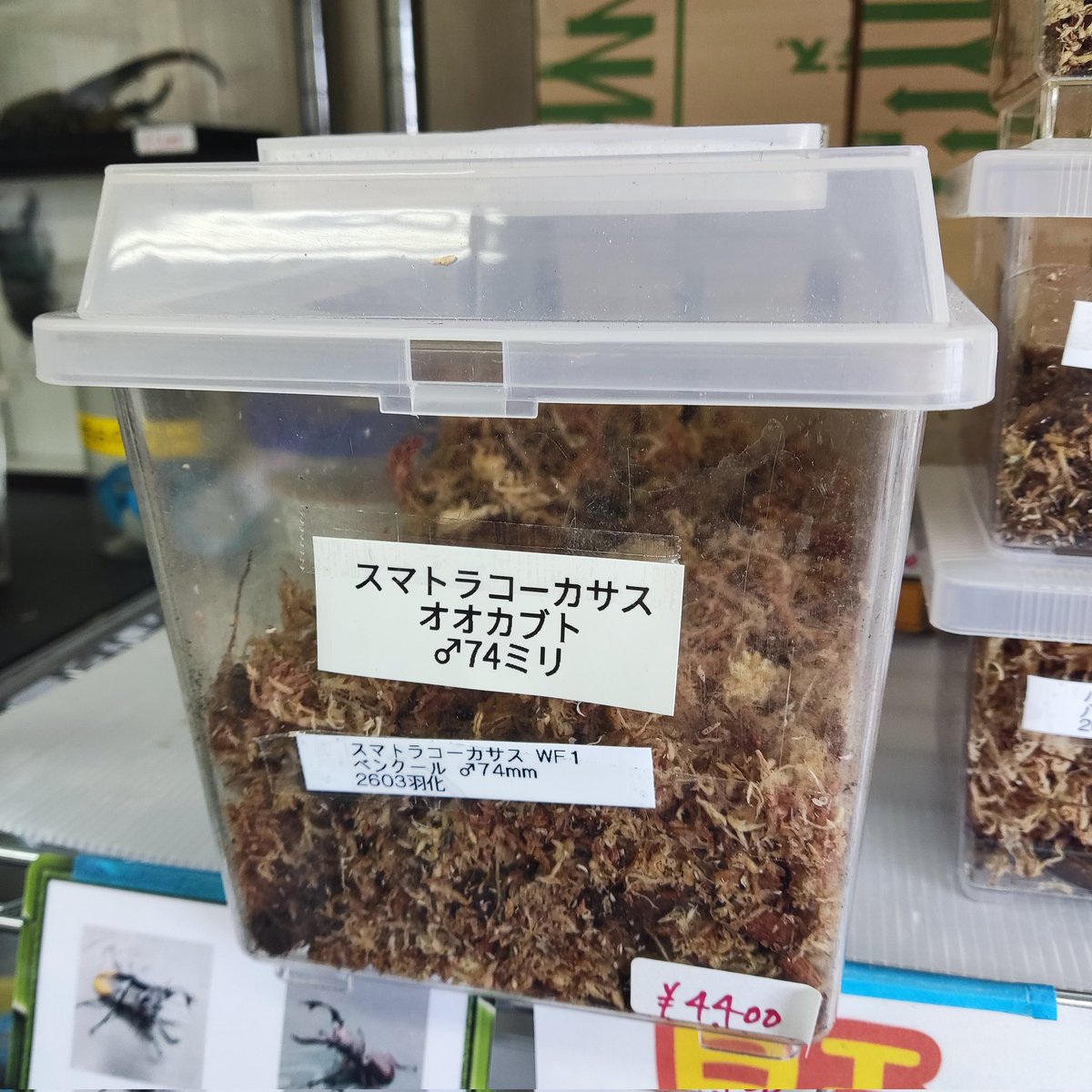 カブクワshopーMKー tweet media