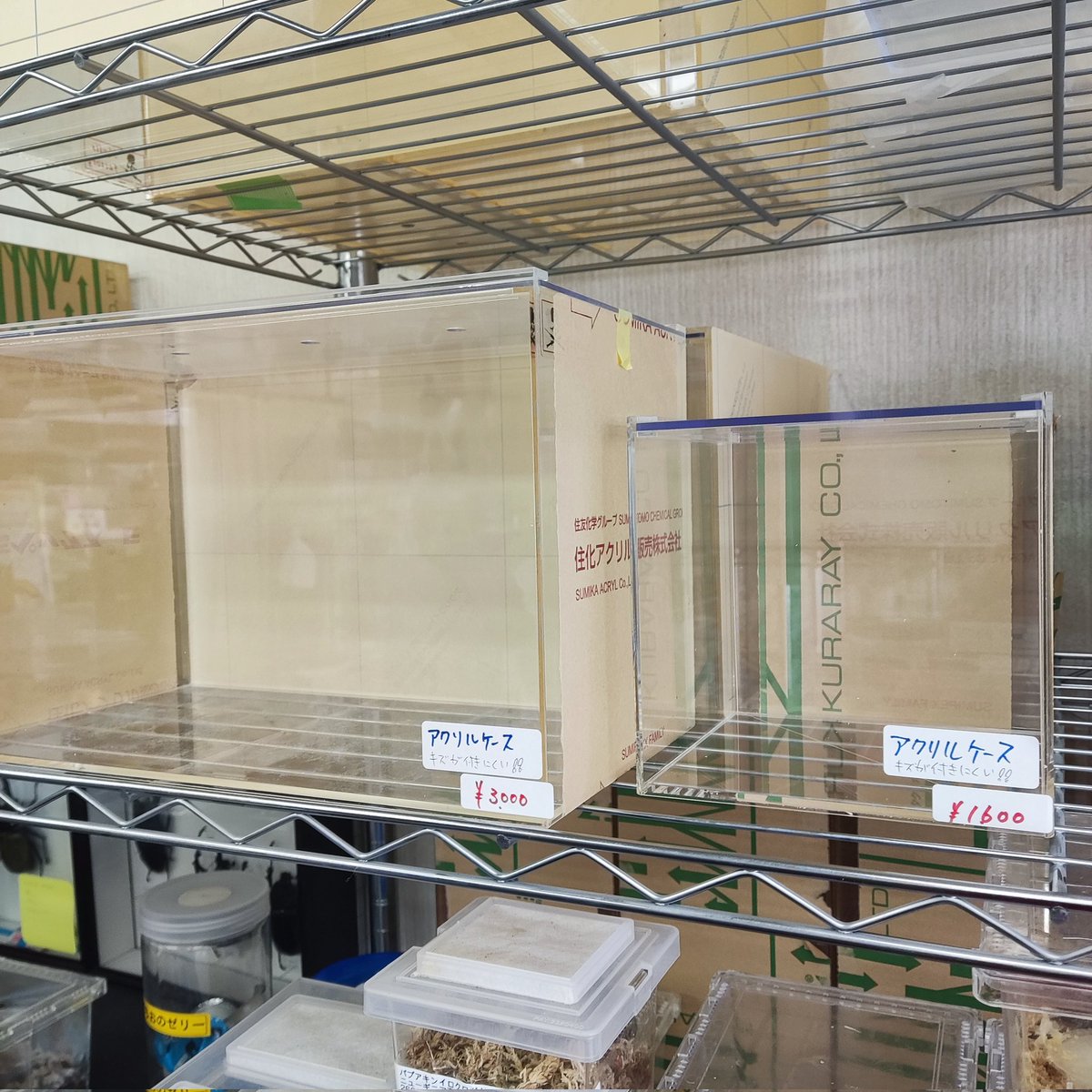 カブクワshopーMKー tweet media