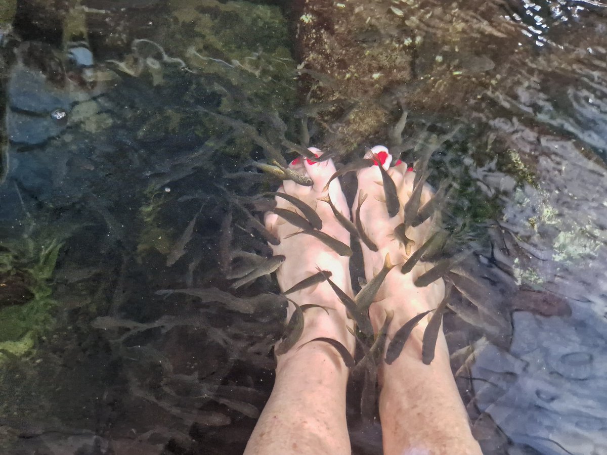 Sukani123's tweet image. Biologisch nachhaltige Pediküre im Fischteich!
Nach dem ersten Kitzelschock ist es sogar angenehm.🤪😅
#Vietnam ❤️