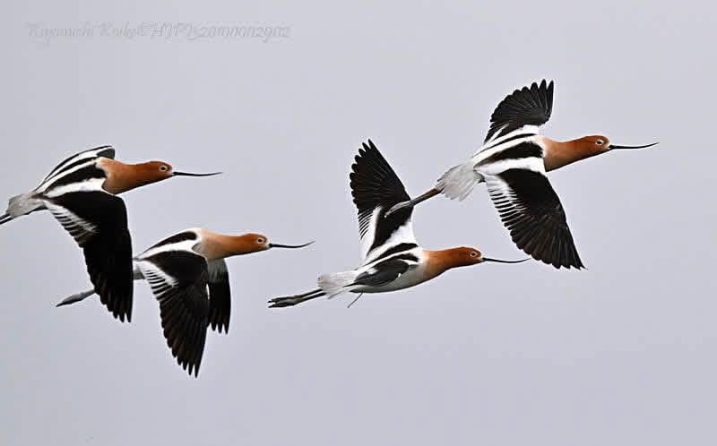 koikecolousa's tweet photo. American Avocet
アメリカソリハシセイタカシギ
Recurvirostra americana

Copyright #HJPI320100002902 https://t.co/gO2uCBLcns
