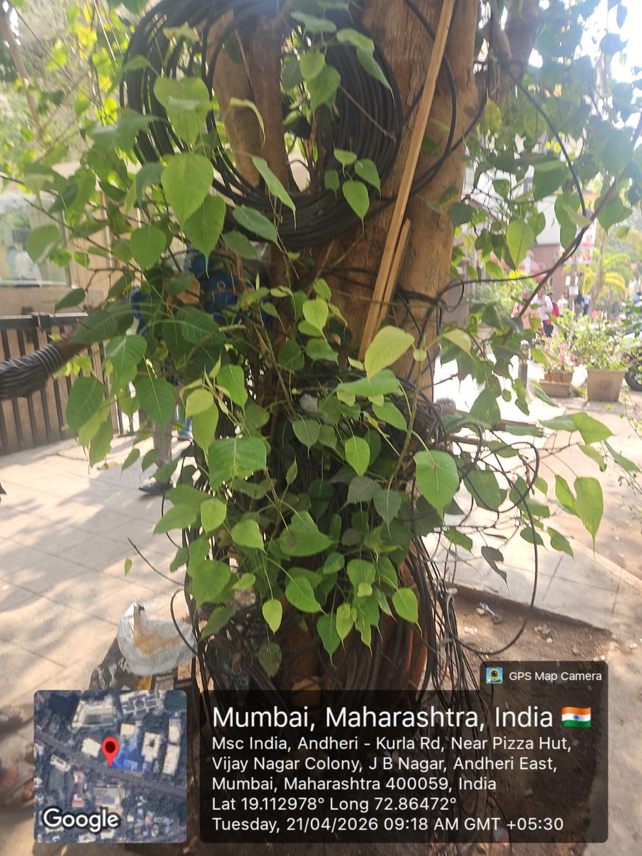 Abhi_Murukate's tweet image. #EarthDay2026
Who approved this “tree wiring design”? 😐
Trees are not cable stands, @mybmc 
Fix it before it kills the tree.
झाडांना वायर स्टँड बनवू नका!
#SaveTrees
@SurajyaAbhiyan 
@UdayDhuri9 
@mumbaimatterz @Mumbaikhabar9