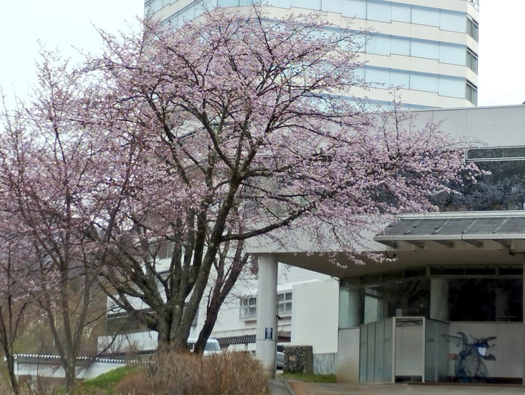 88thplanet's tweet image. In my town deep in the #mountains, cherryblossoms finally started to bloom. #Japan #flower #spring #cherryblossom #nature #tree #cherry #mountain #rural #country #countrylife #hotel #view